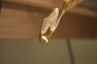 /album/indische-riesengottesanbeterin-hierodula-mebranacea-/a0-1-h-mebranacea-adult-2-jpg/